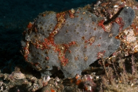 Bali 2016 - Painted frogfish - Antenaire peint - Antennarius pictus - IMG_6120_rc